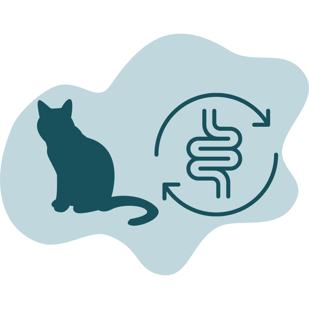 Cat Gut Health and Digestion
