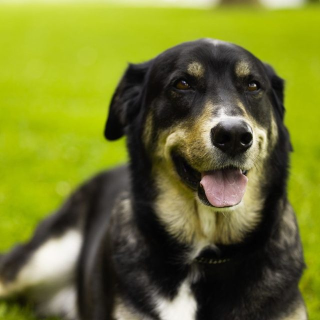 Cheryl F.'s dog