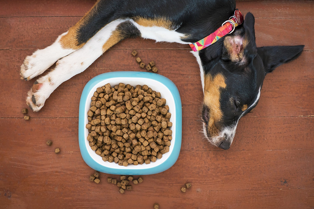 Benefits of Added Digestive Enzymes for Dogs Part 2
