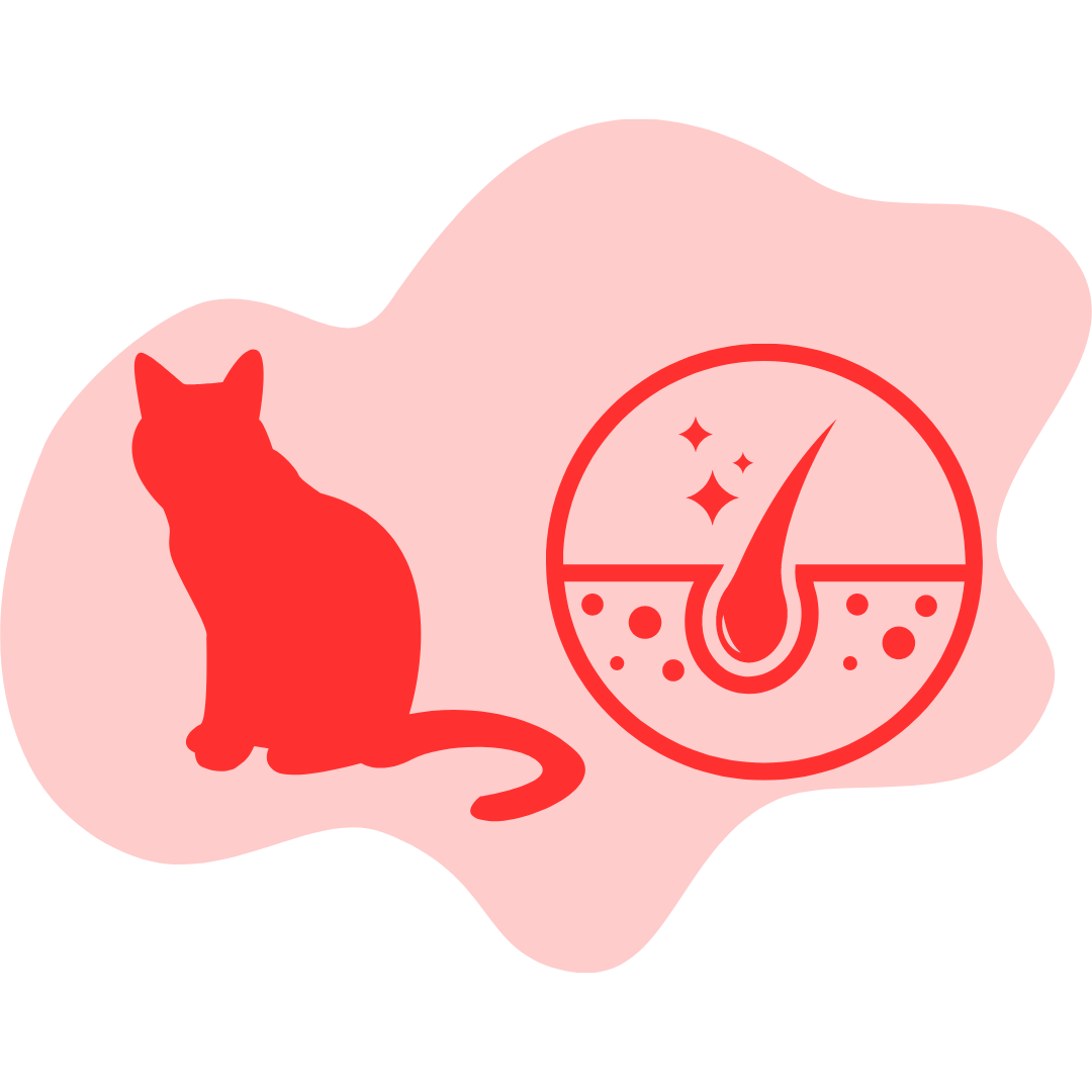 Cat Coat and Wellbeing
