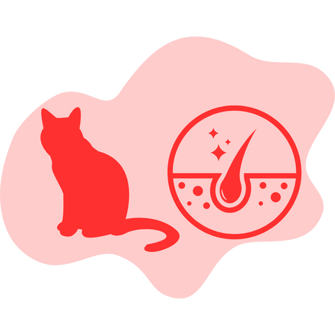 Cat Coat and Wellbeing