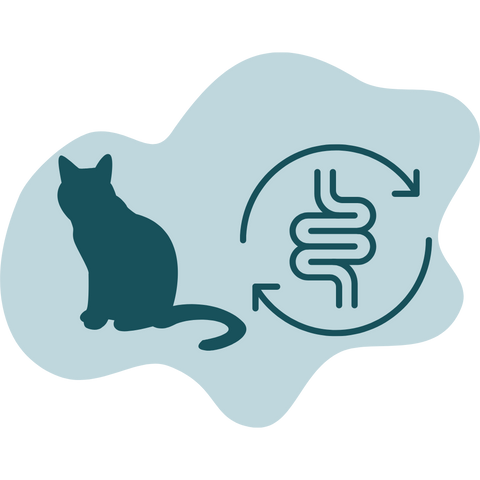 Cat Gut Health and Digestion