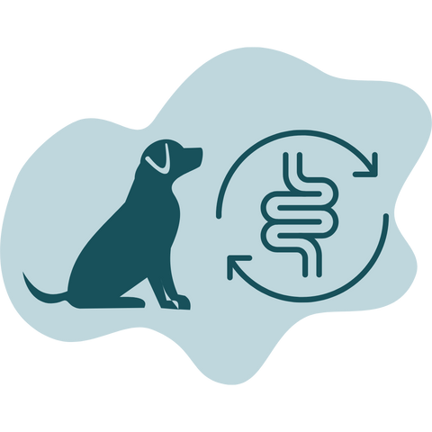 Dog Gut Health and Digestion