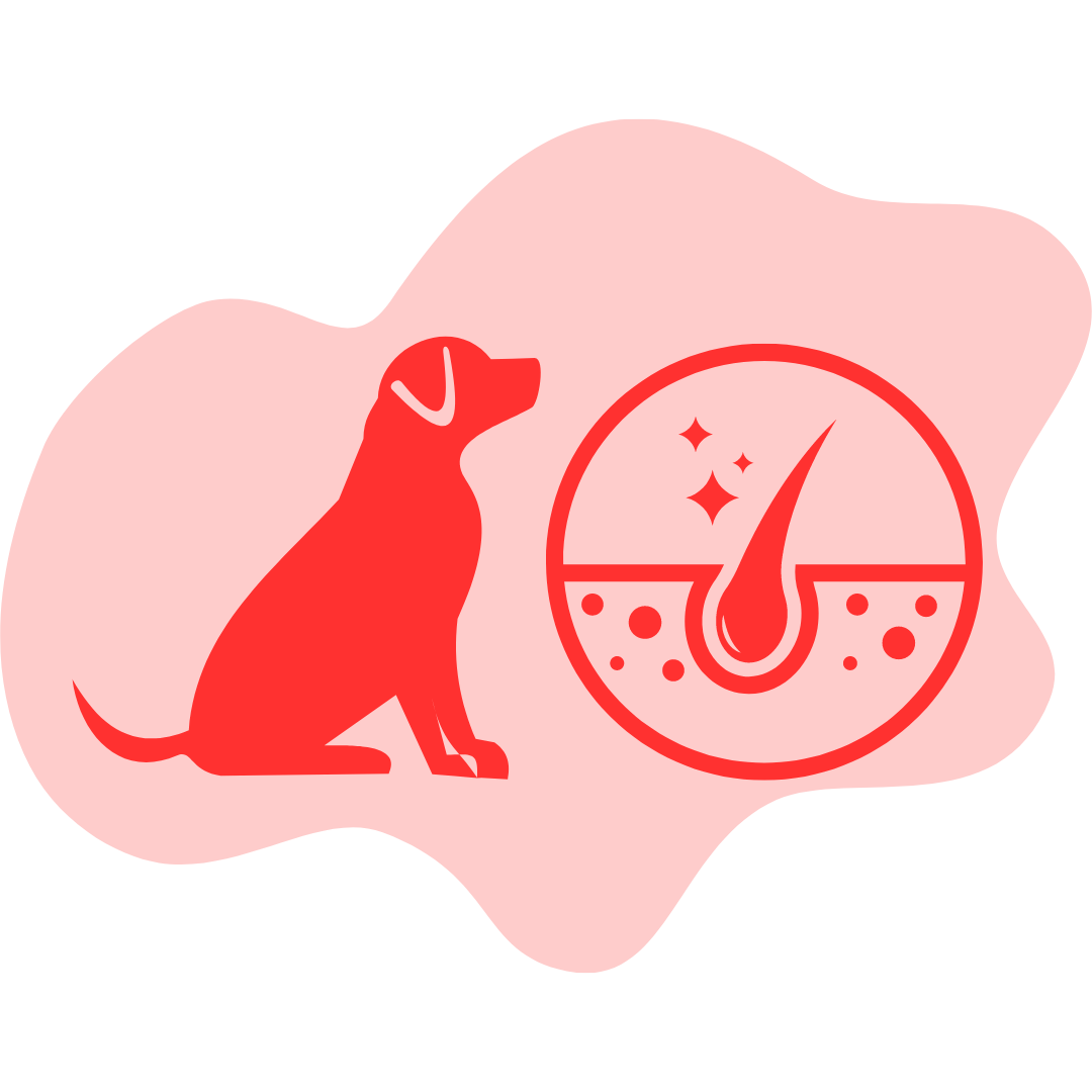 Dog Seasonal Allergies / Skin & Coat Supplements