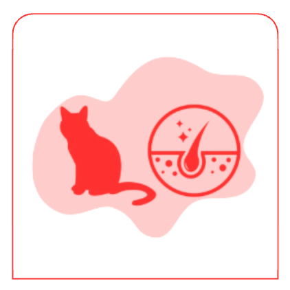 Cat Coat and Wellbeing