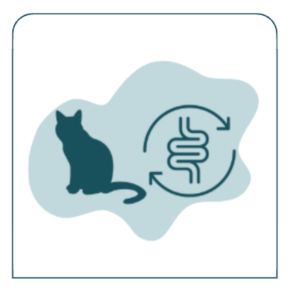 Cat Gut Health and Digestion