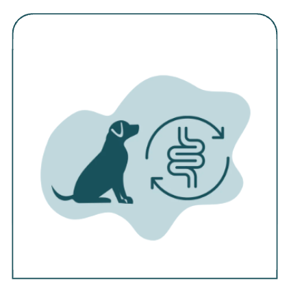 Dog Gut Health and Digestion