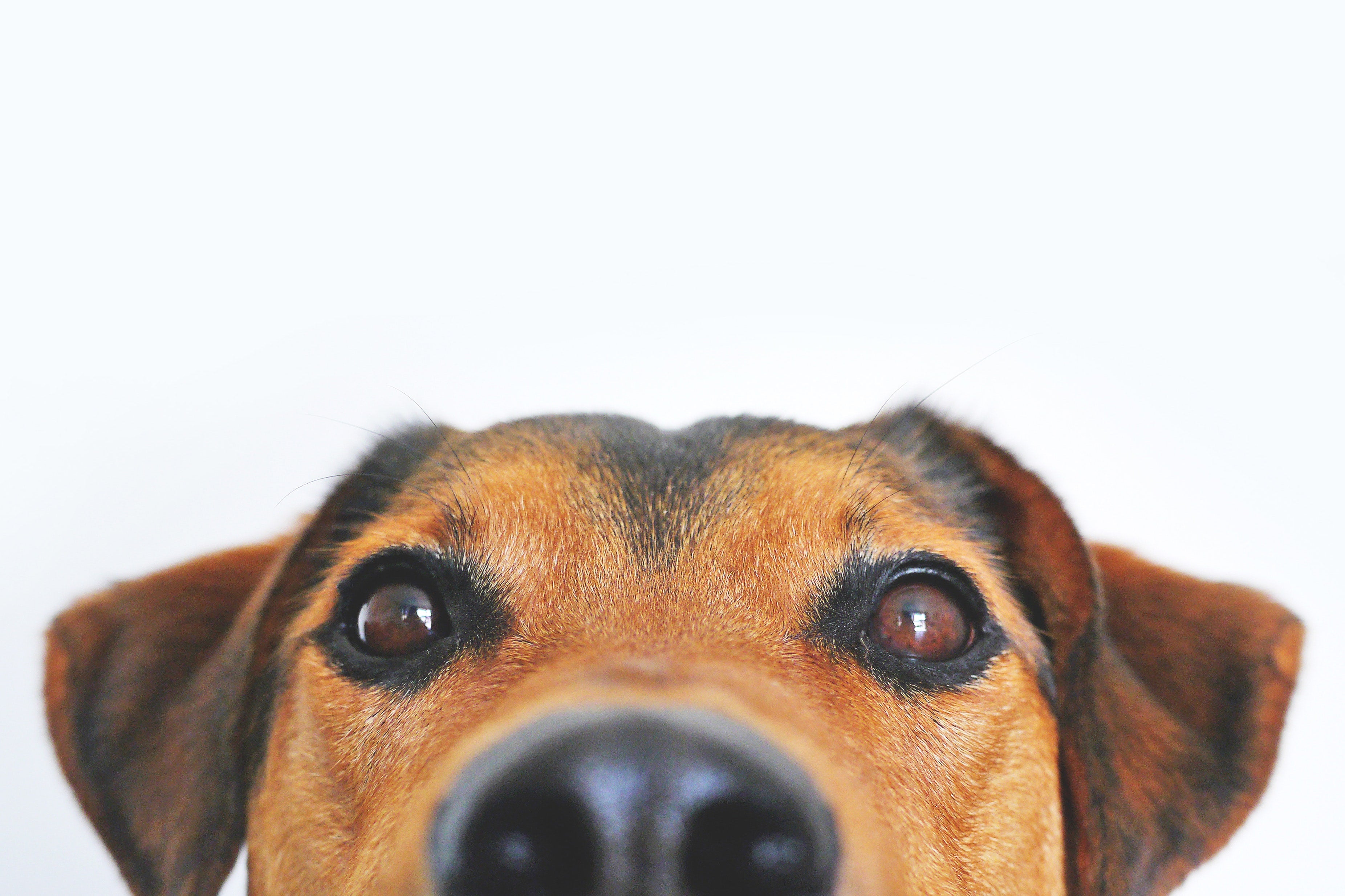 Load video: How to make homemade dog food