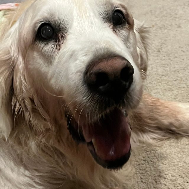 Amy S.'s dog