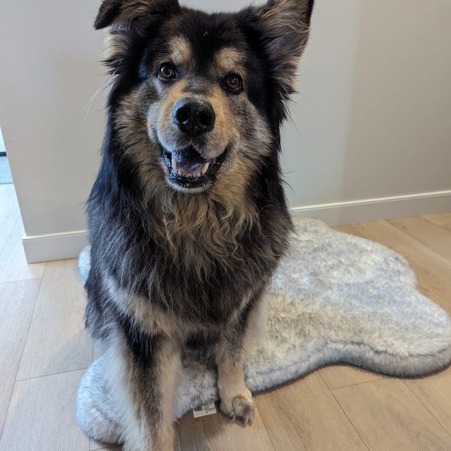 Tanya M.'s dog