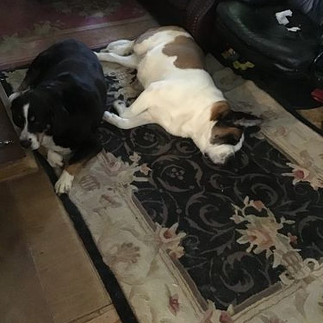 Doug Z.'s dog