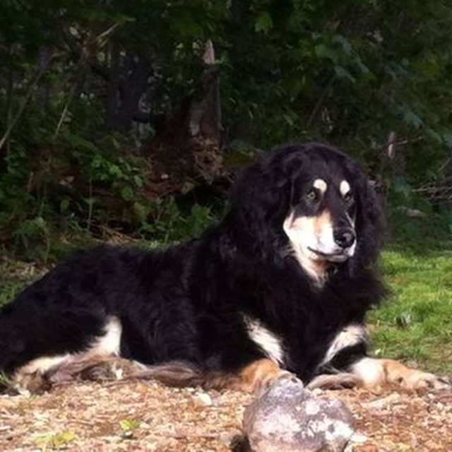 Paul P.'s dog