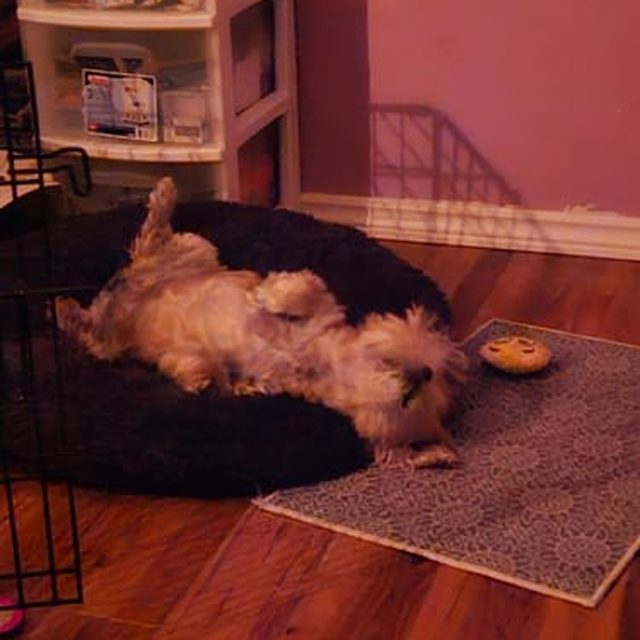 Mikayla M.'s dog