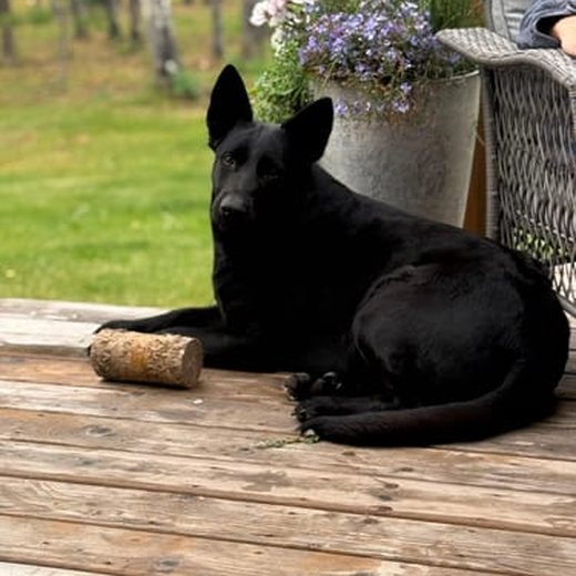 Dog photo shared by Jennifer T.