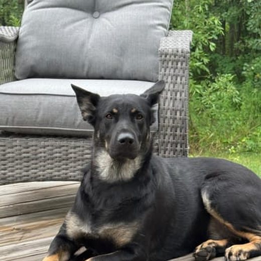 Dog photo shared by Jennifer T.