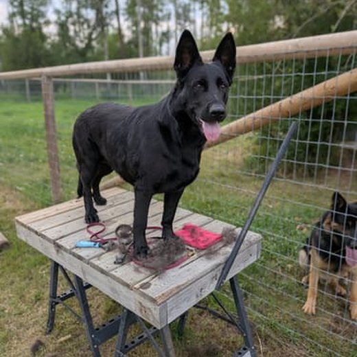 Dog photo shared by Jennifer T.