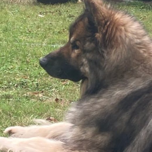 Dog photo shared by Robert H.