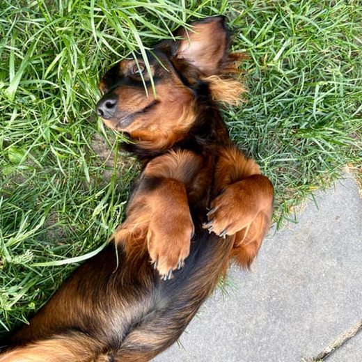 Dog photo shared by Warrington E.