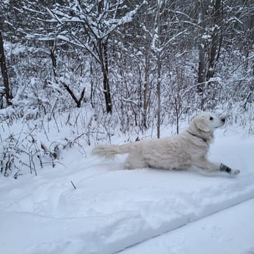 Dog photo shared by Holly T.