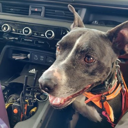 Dog photo shared by Natalie M.