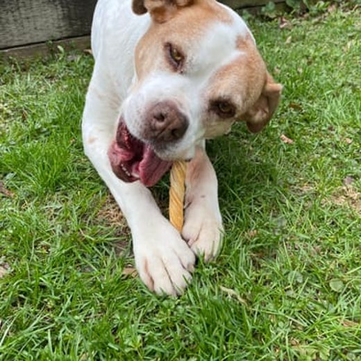 Dog photo shared by Amy E.