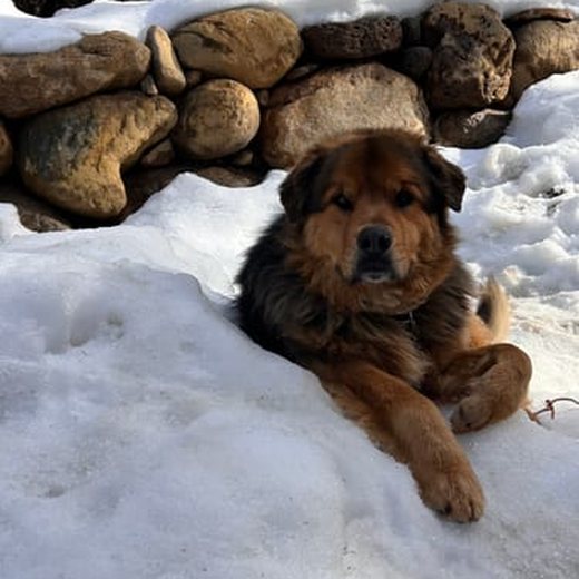 Dog photo shared by Ricarda W.