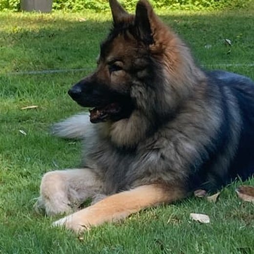 Dog photo shared by Robert H.